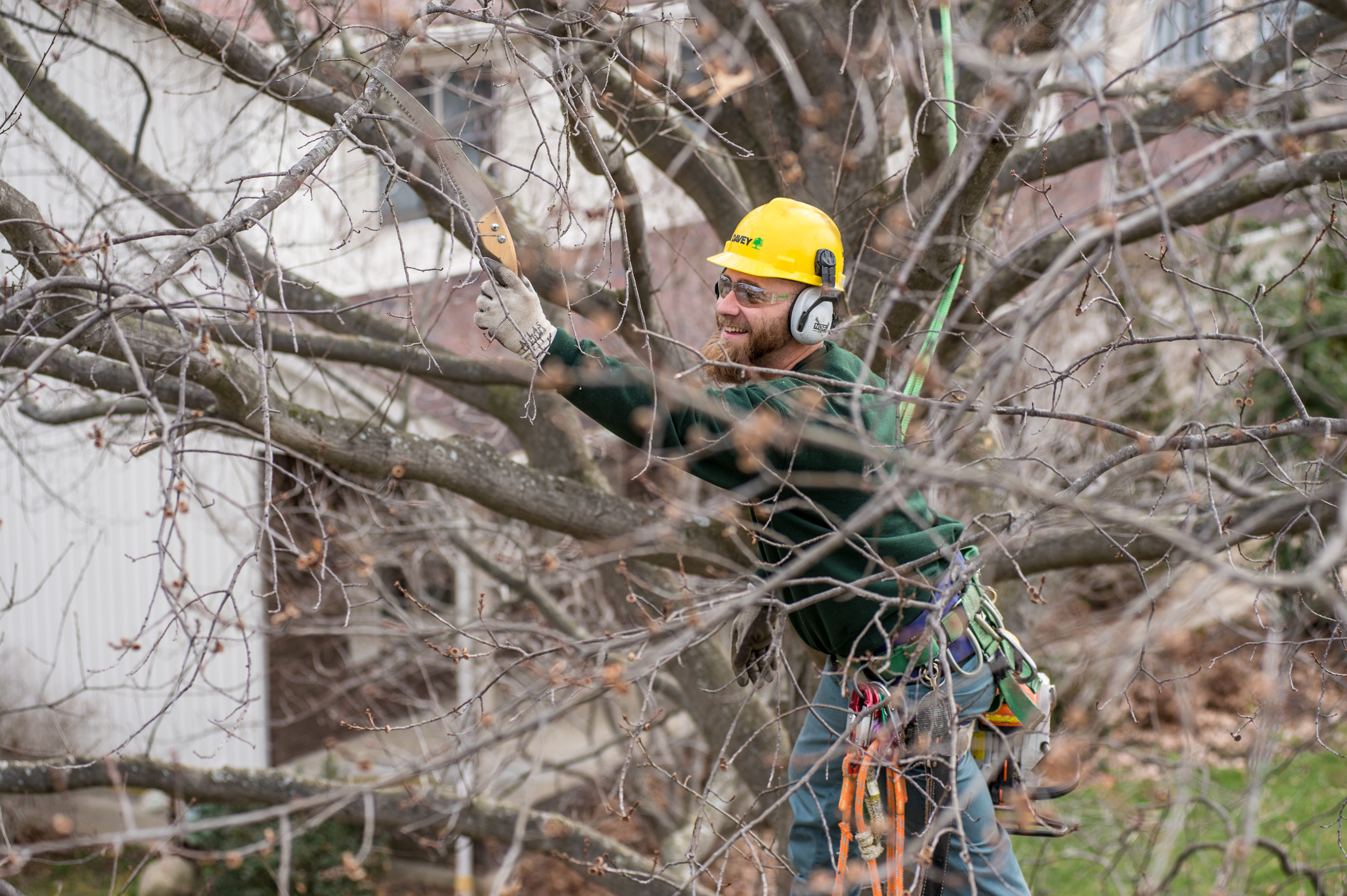 winter tree pruning