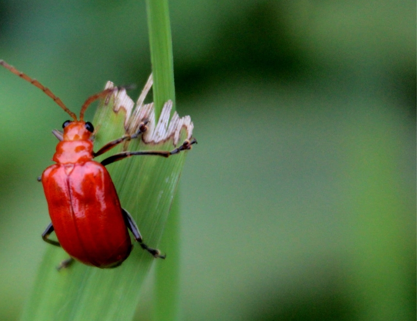 Pest And Disease Bug