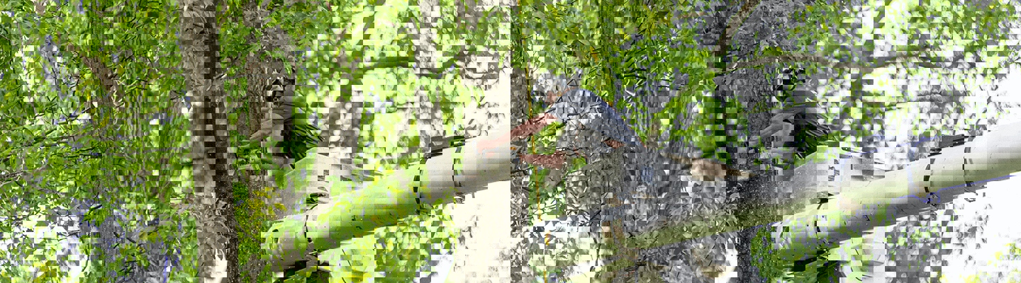 Tree Removal in Lafayette! M.V.P Tree Service #treeremoval #treeservice ...