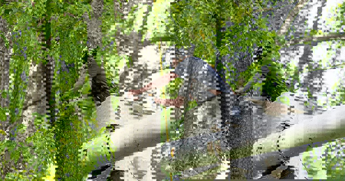 tree service powder springs ga