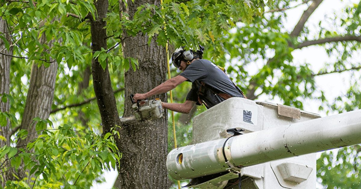 tree service powder springs ga