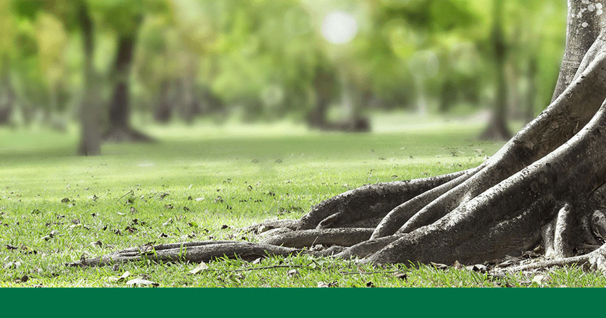Root Col Root Zone Treatment & Root Collar Excavation | Wickes/arborists, a ...