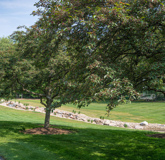 Tree Risk Assessment