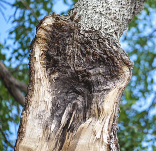 tree storm damage