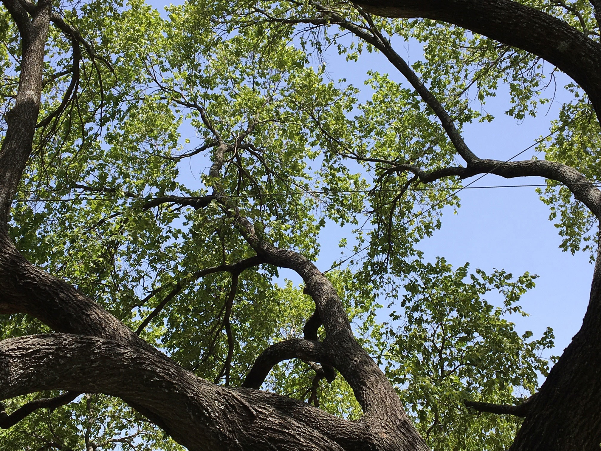 tree cabling & bracing rockland NY