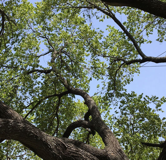 tree cabling & bracing rockland NY