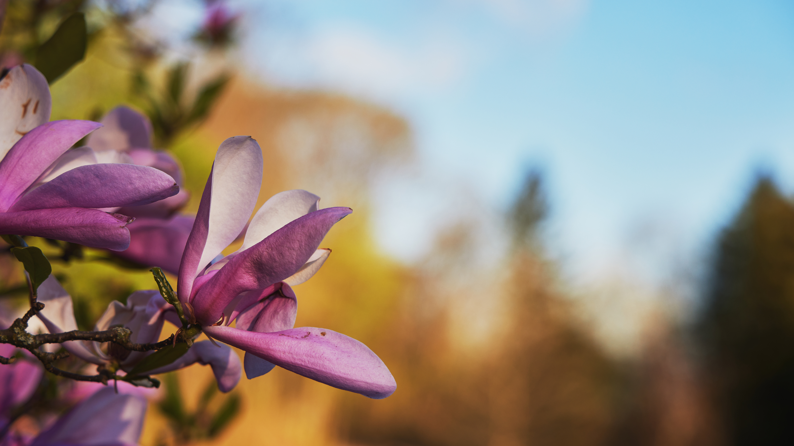 Stock 0031 7065X3974 6164006