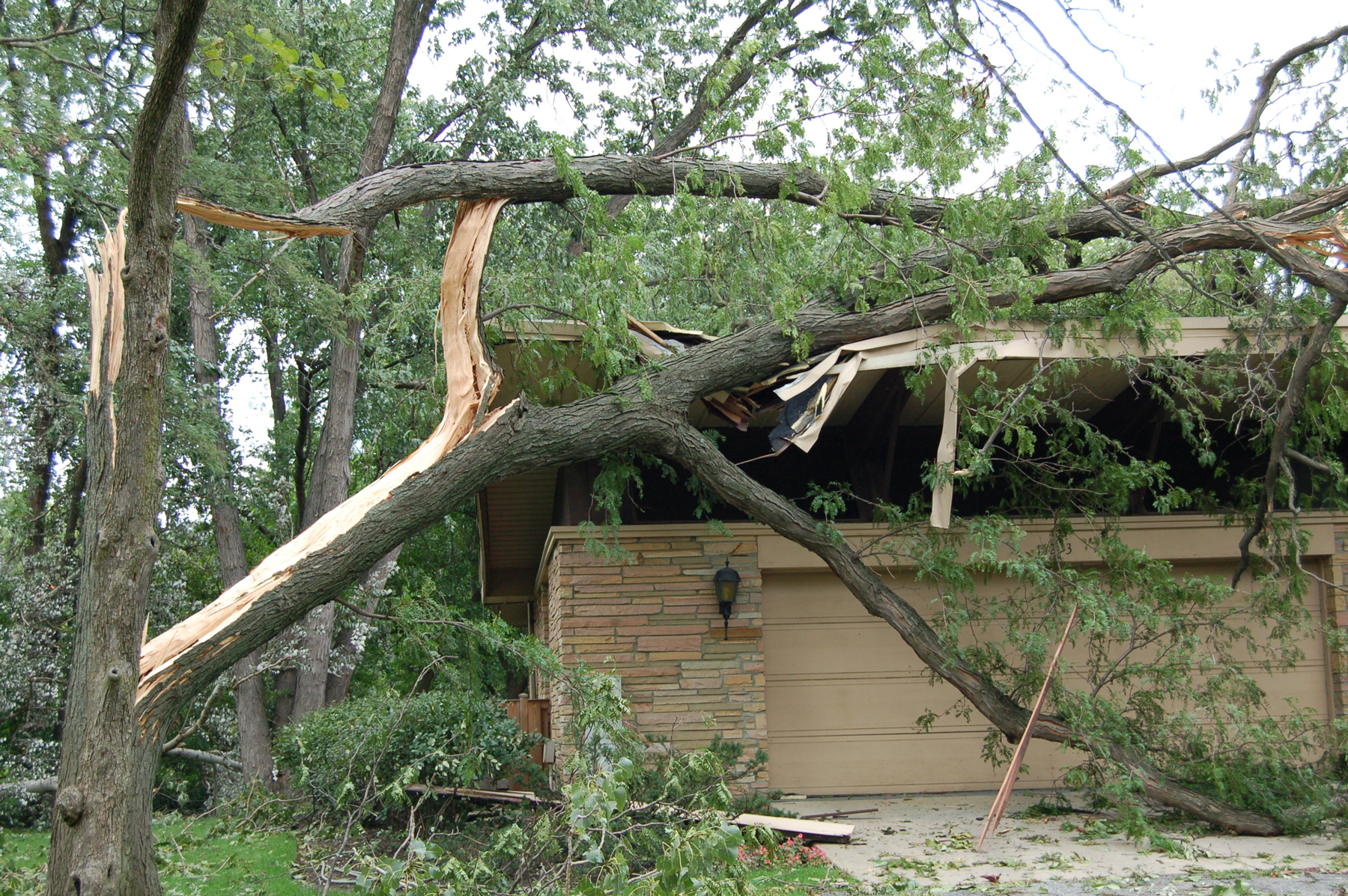 tree damage from storm