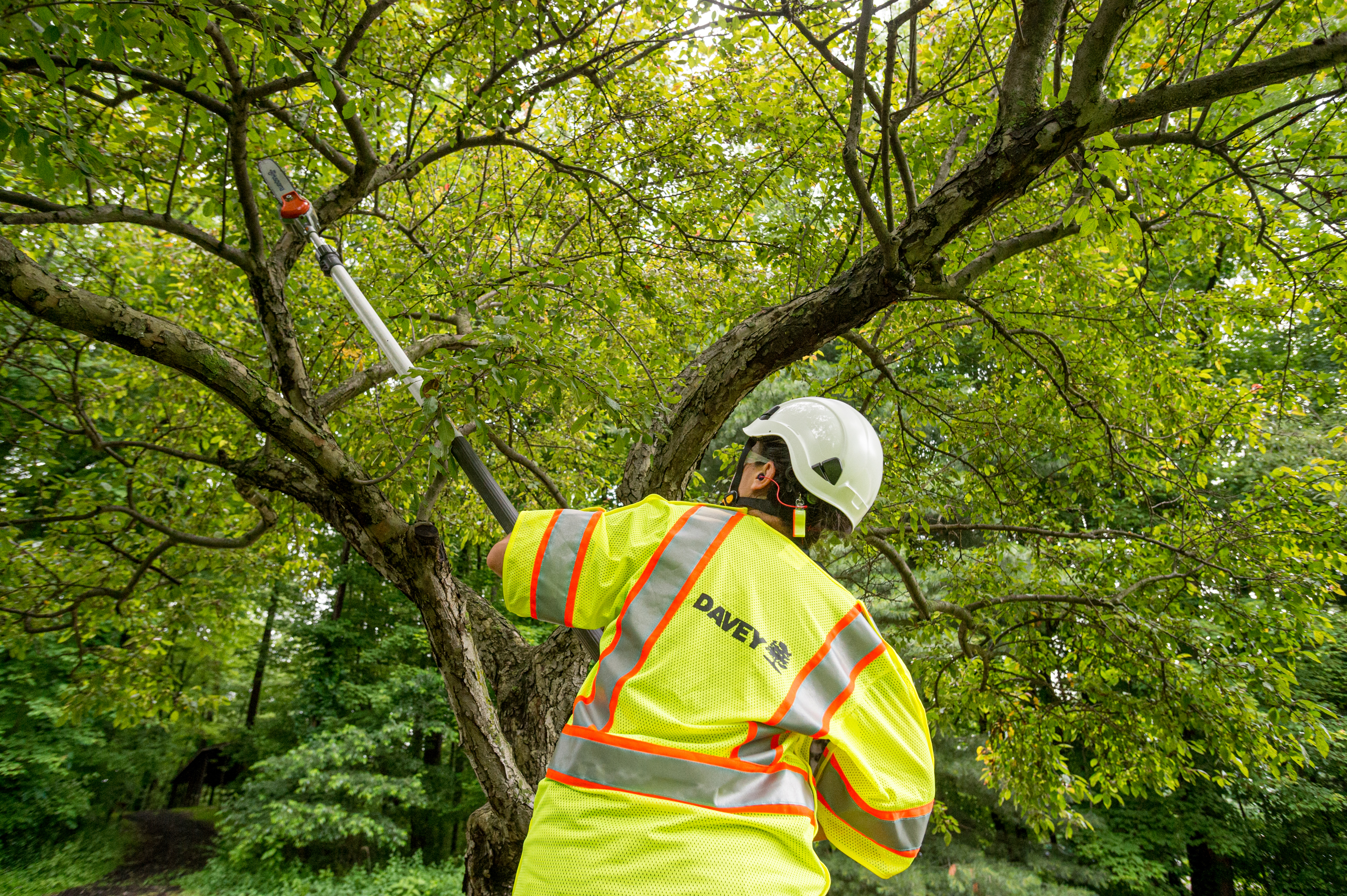 Commercial Tree & Lawn Services Wickes/arborists, a Davey Co.