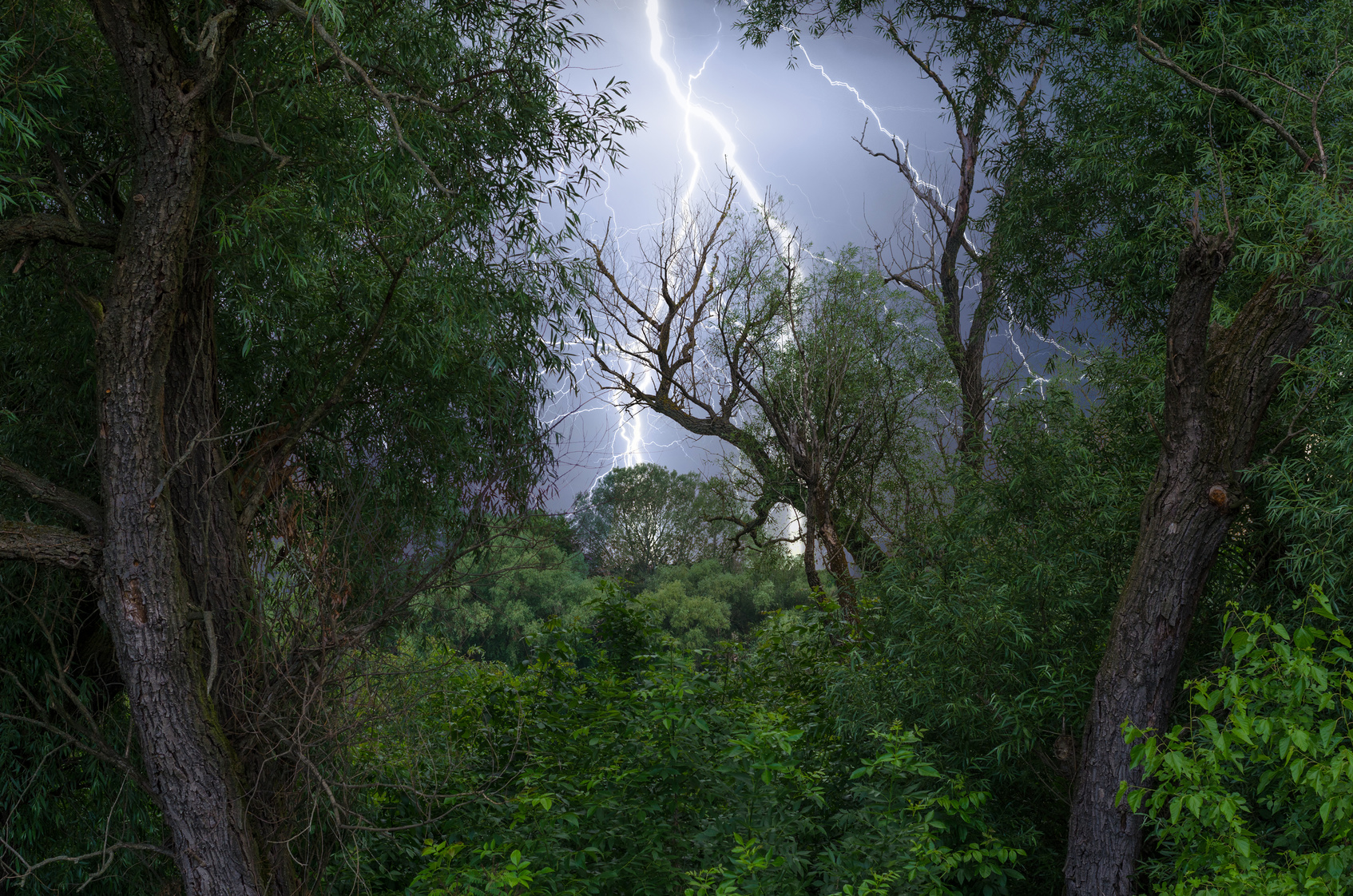 Lightning Protection for trees