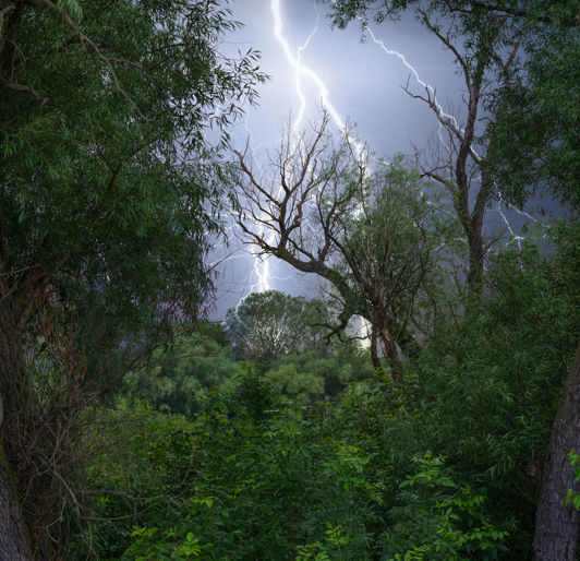 Lightning Protection for trees