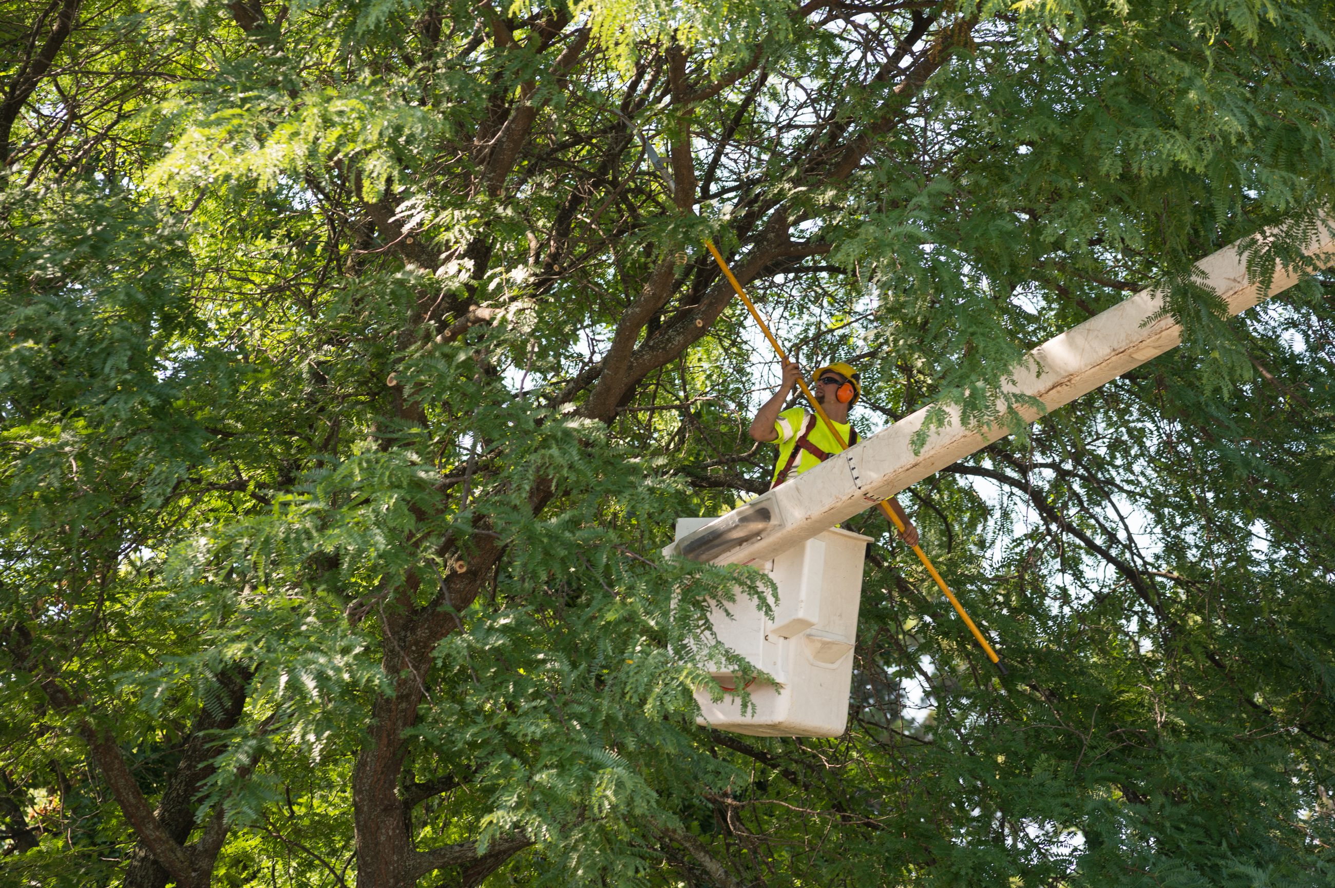 benefits of tree pruning