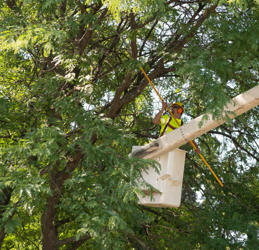 benefits of tree pruning